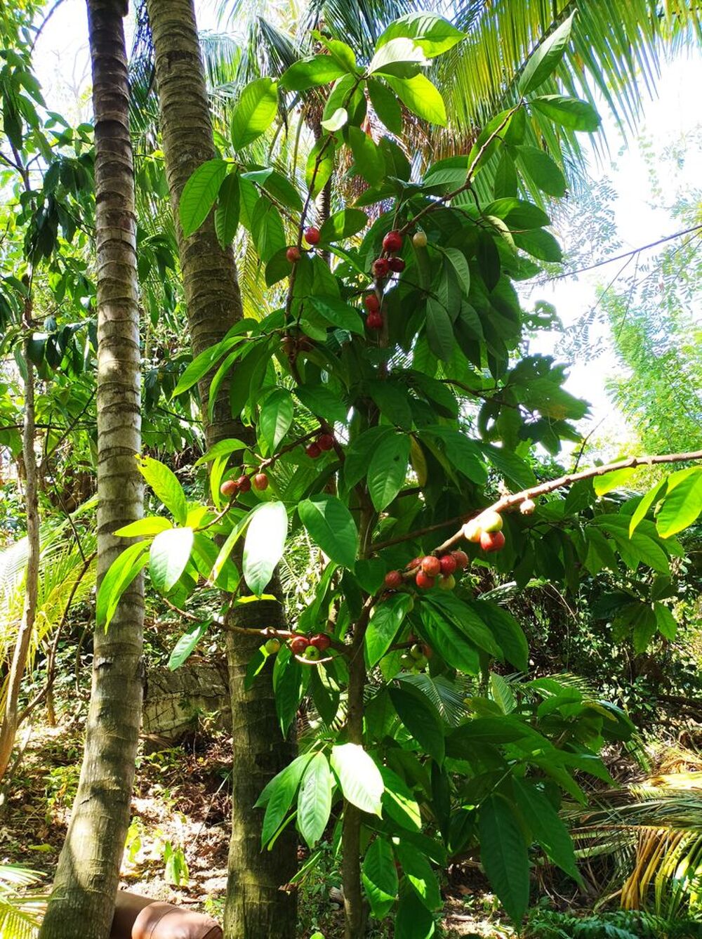 plants arbres fruitiers Jardin