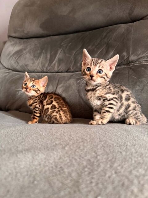 Adorable chatons bengal 450 85100 Les sables-d'olonne