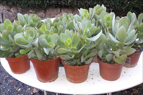 Crassula Arborescens 5 Saint-Lger-prs-Troyes (10)