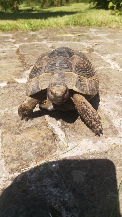 Perdu tortue à Villers le sec 0 02240 Villers-le-sec