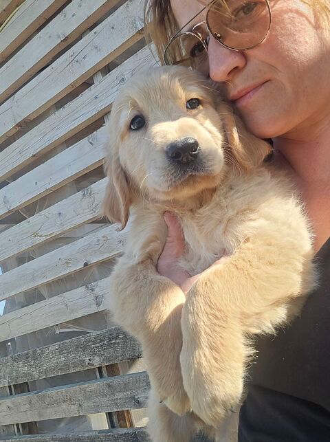 Golden retriever 1150 30320 Saint-gervasy