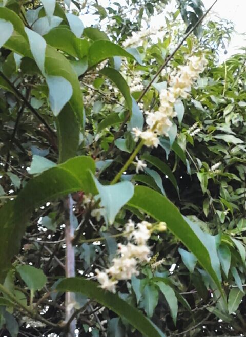 Plantes pour vos probl�mes cutan�s 6 Ducos (97)