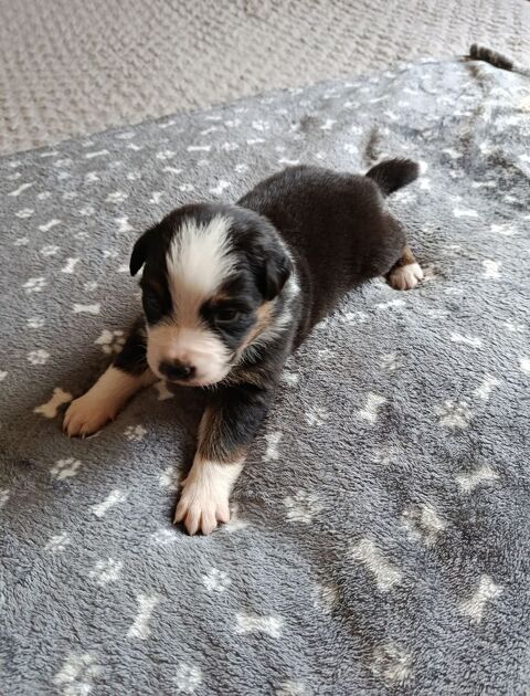 Chiots berger australien non lof 790 19450 Chamboulive