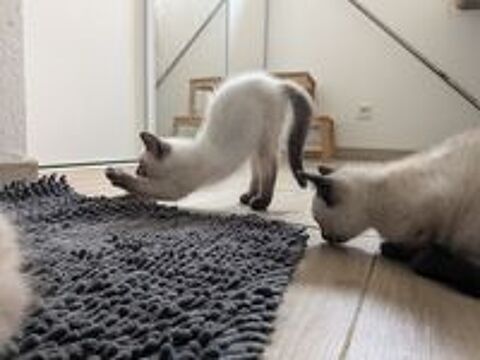   Chaton siamois  