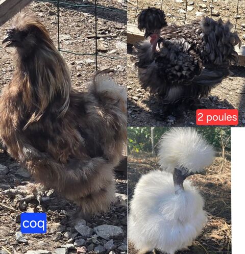 3 soie silkie  70 71360 Épinac