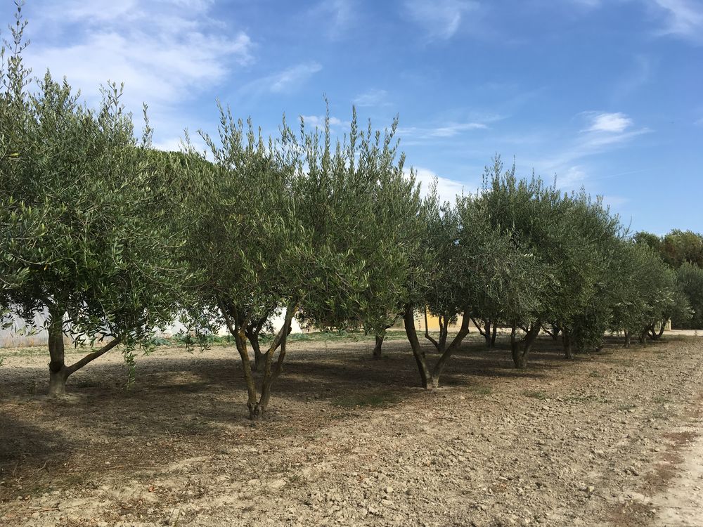 Arbres d'Oliviers - Roquemaure 30150 Jardin