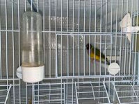   couple diamant de Gould 