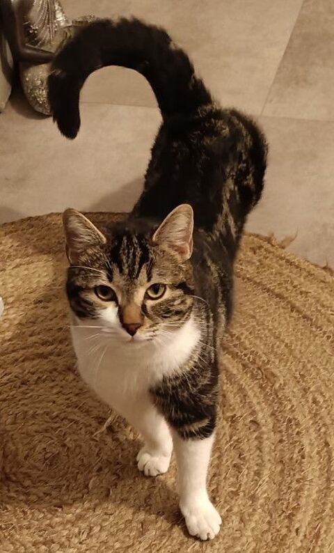 BILL, chat blanc et tigr&eacute; 1 an 120 34000 Montpellier