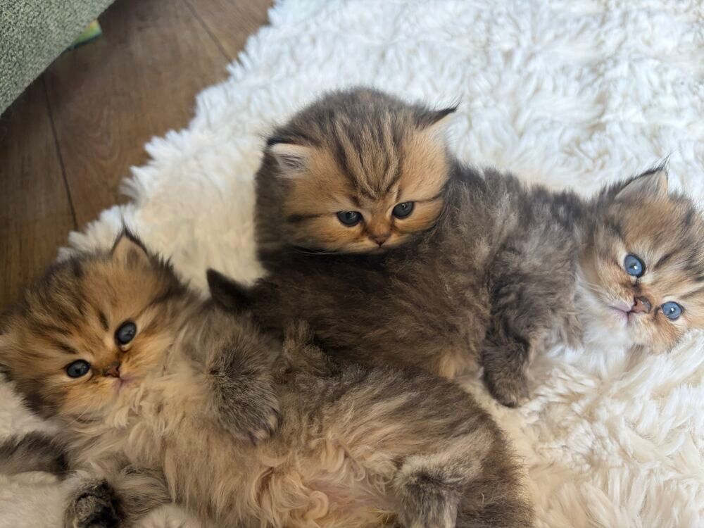   a reserver chaton persan loof  