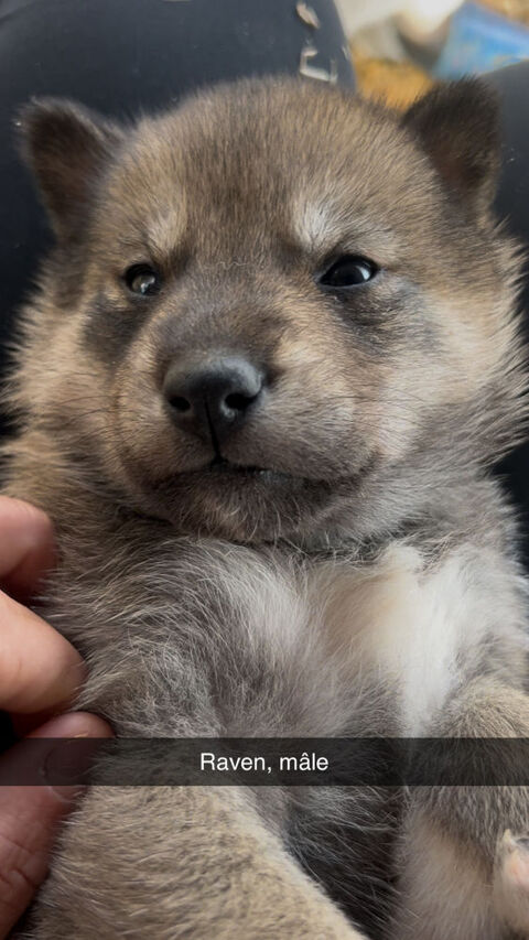 Chiots m&acirc;le, Chien Loup Tch&eacute;coslovaque crois&eacute; Husky 500 34500 B�ziers