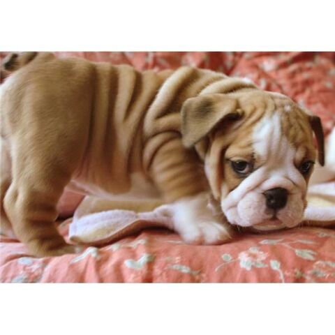 6 superbes chiots bulldog anglais LOF 750 94200 Ivry-sur-seine