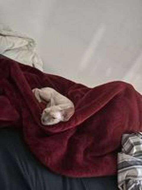   Chat Devon Rex 