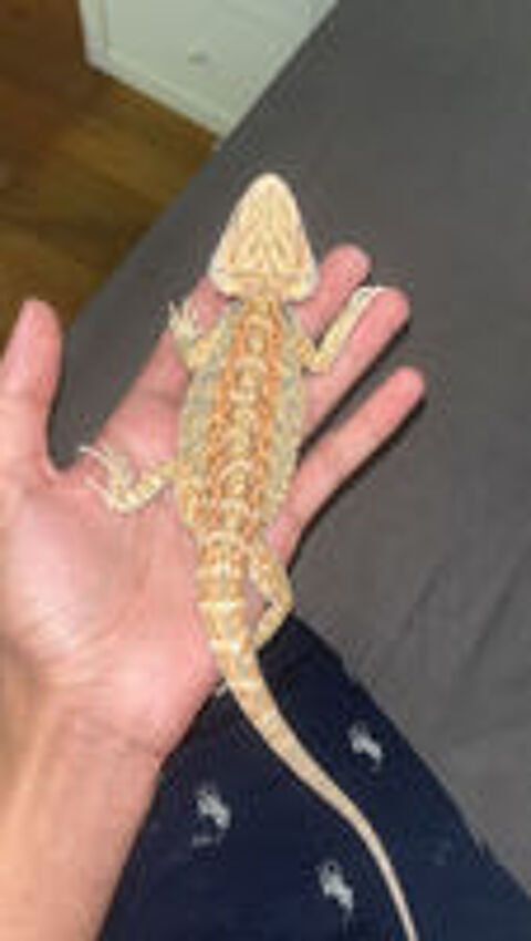   pogona vitticeps 