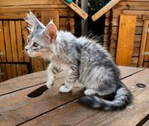   Magnifique femelle Maine Coon LOOF 