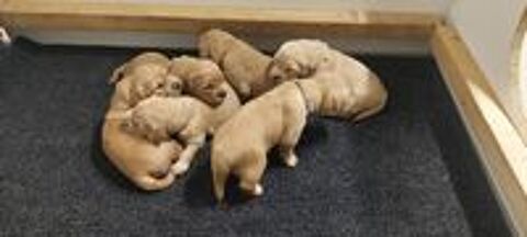   Chiots Golden Retriever LOF 