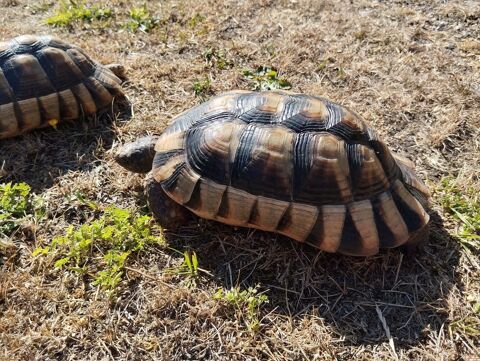 Couple de tortues Marginata 800 77570 Chteau-landon