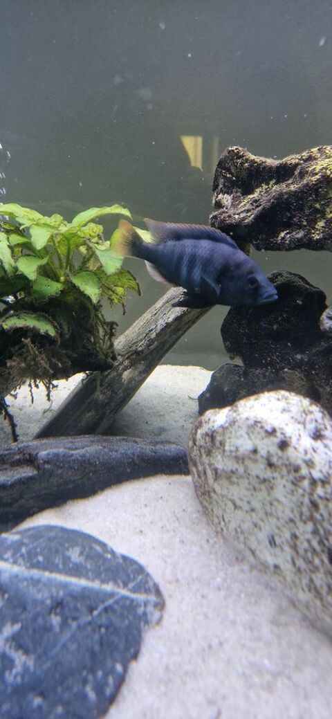 Cichlid&eacute;s du lac Victoria 6 69540 Irigny