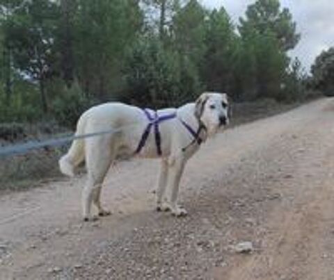   Magnifique mastin espagnol à adopter 