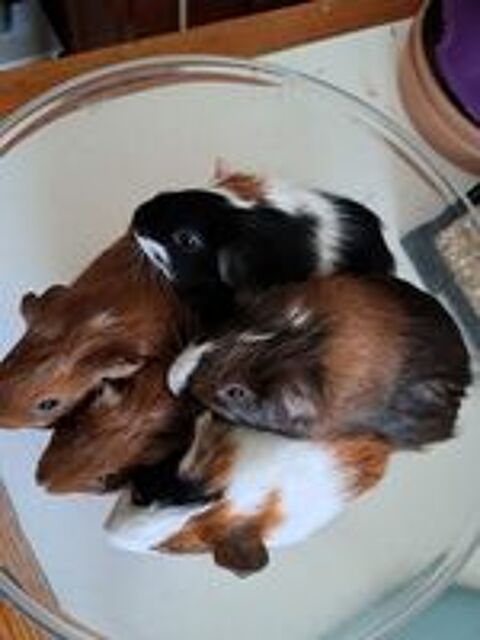   Jeunes cochons d'inde  