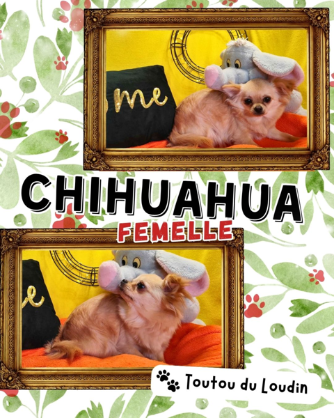 Chiot chihuahua femelle poils longs 650 18140 Pr�cy