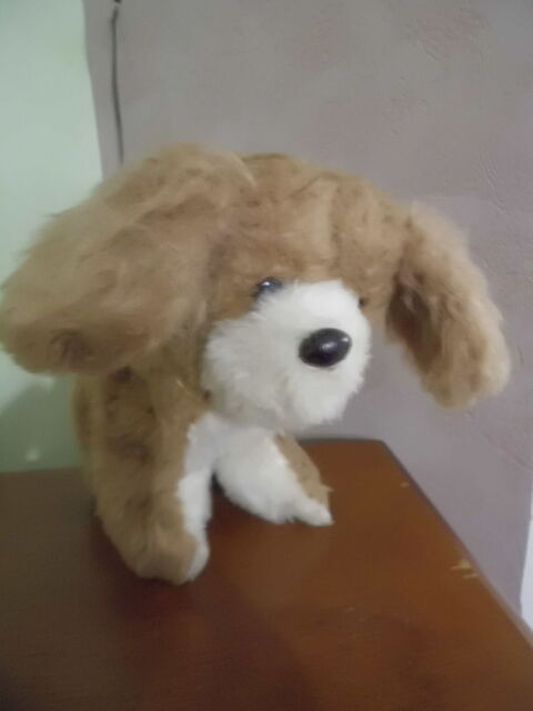 CHIEN MARRON ET BEIGE BOULGOM 19 Oignies (62)