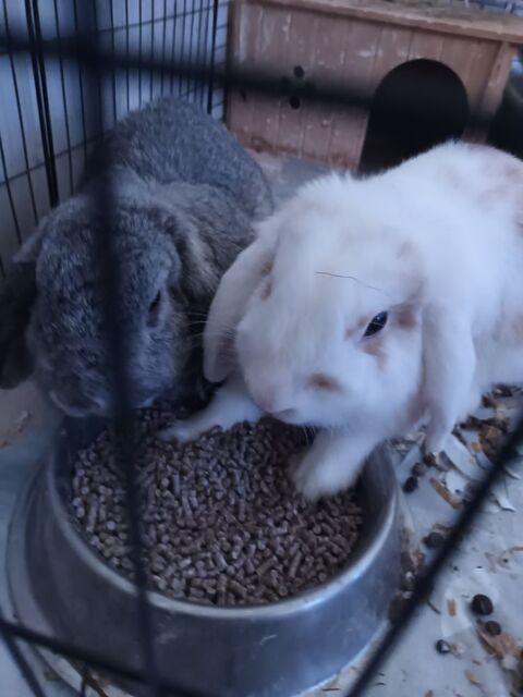 Don lapins et chat 0 71460 Saint-gengoux-le-national