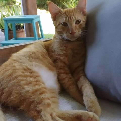 ✨️ NIRO ✨️ 🐱 210 49000 Angers
