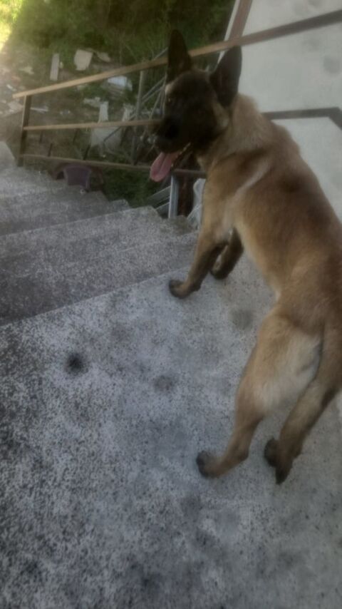Malinois LOF provisoire de 2 ans 500 38640 Claix