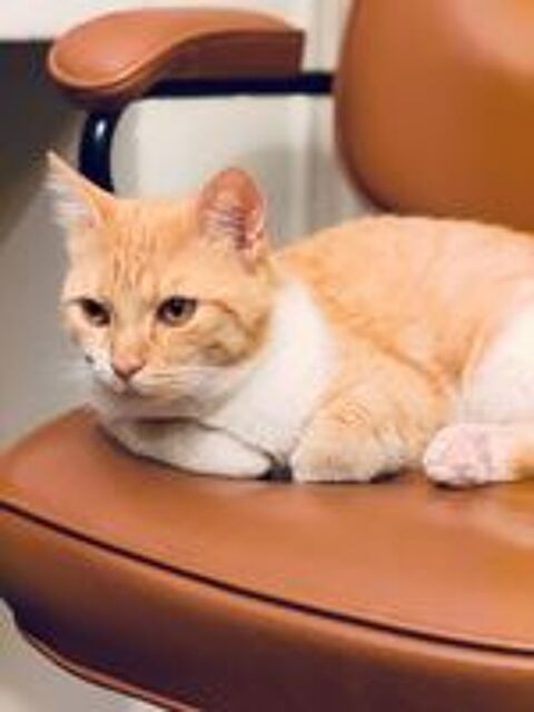   Harry un super compagnon à 4 pattes 