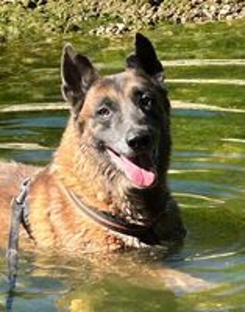   ATLAS, malinois 10 ans 
