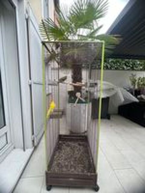   Jeune couple kakariki apprivois�
