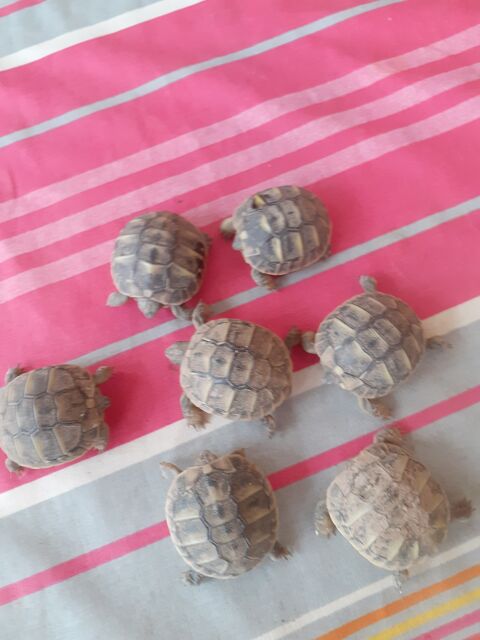 Tortues jeunes nes en septembre 2024 11570 Villefloure