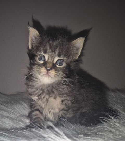 A réserver magnifique chatons maine coon 750 12240 Colombis