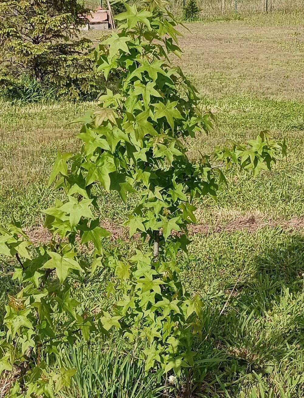 Liquidambar-Erable Negundo-Noisetier-Lilas Jardin