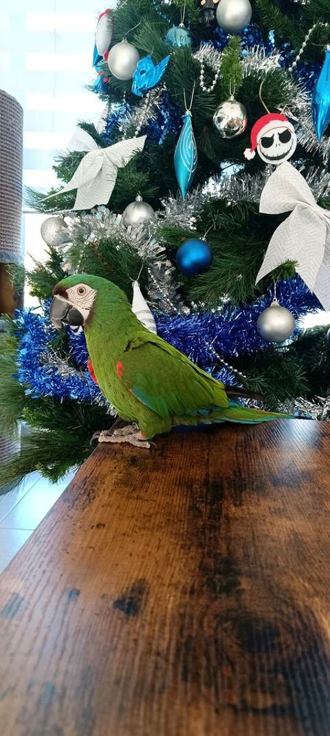 Piky, Ara Severa 800 57880 Varsberg