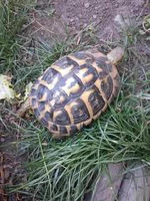   Tortue femelle 18 ans 
