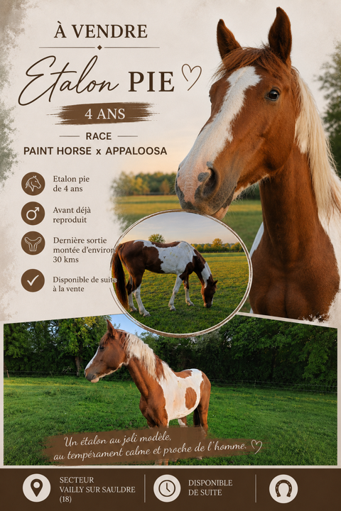 Etalon Pie Paint Horse x Appaloosa 5000 18260 Vailly-sur-sauldre