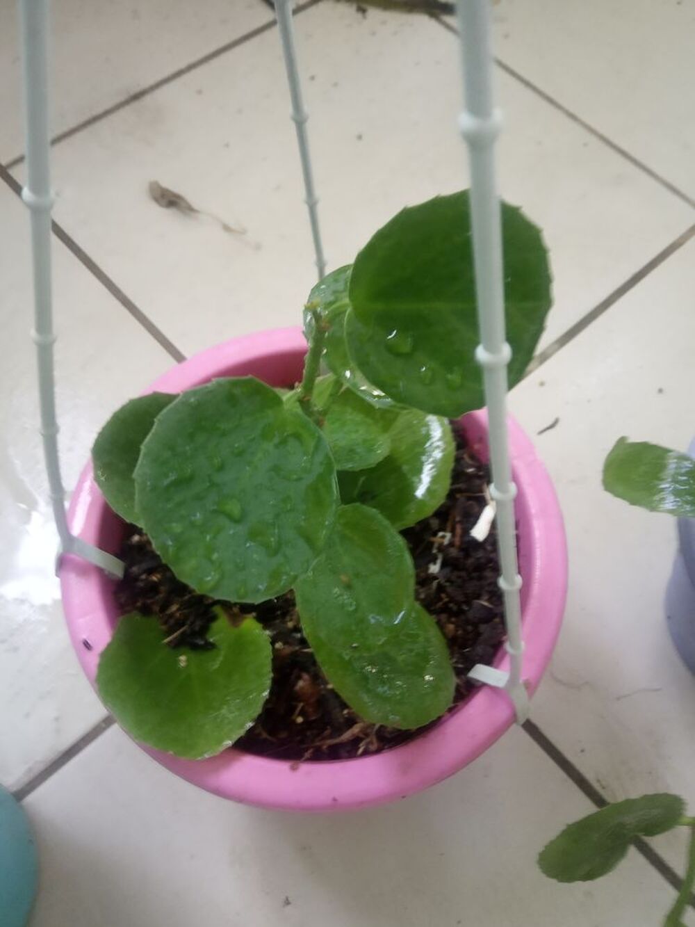 Plante et aromatiques Jardin