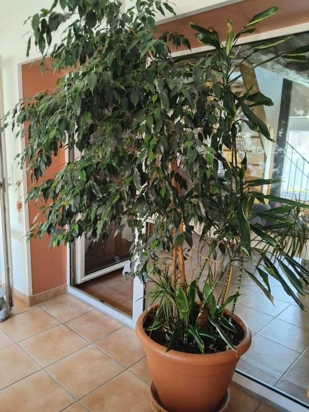 Plantes interieures Jardin