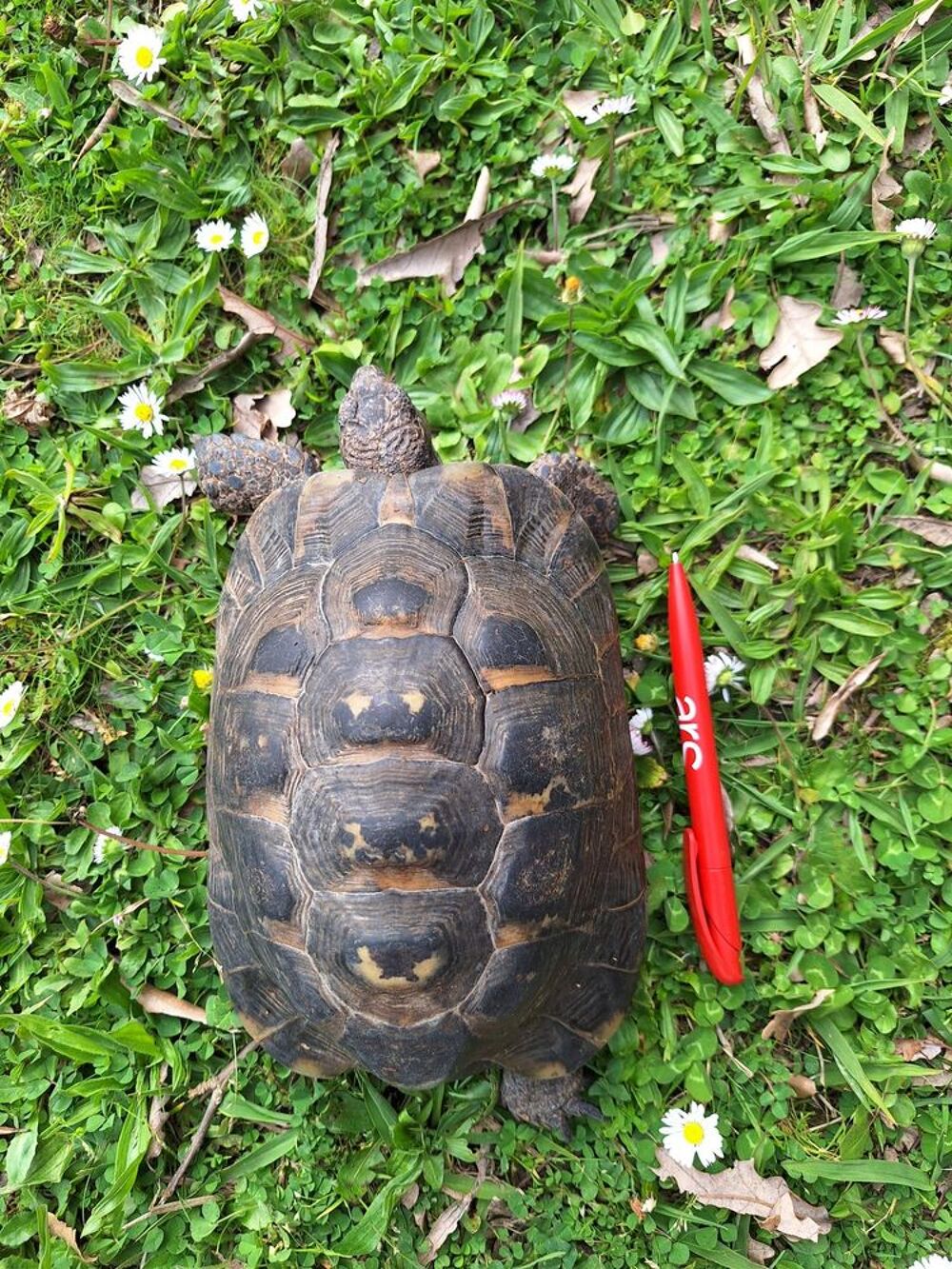   Tortue 