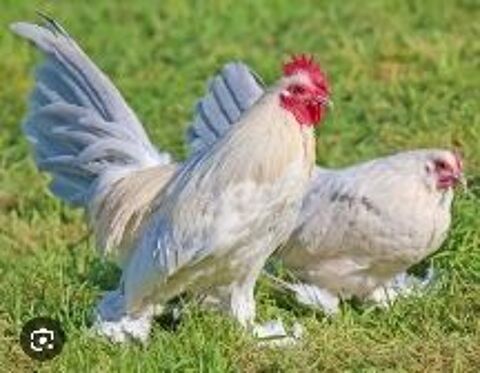 Poule sabelpoot porcelaine 50 88600 Bruyères