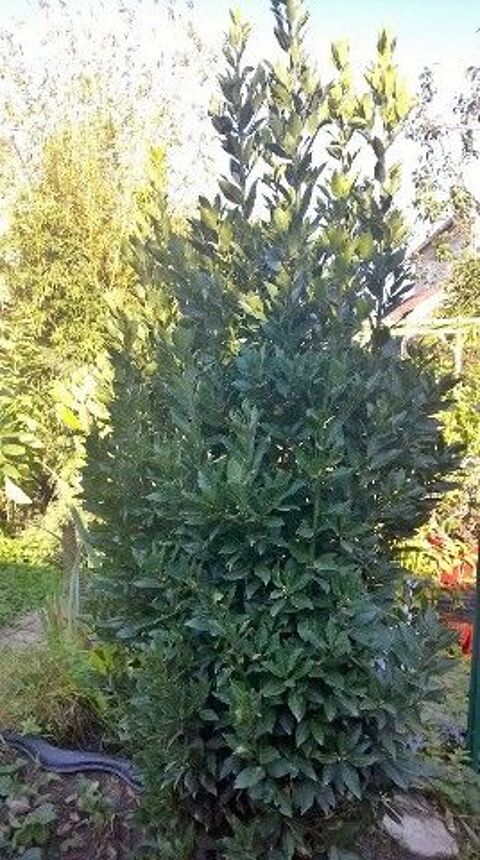 Branche de laurier-sauce frais, aucun traitement, 3 3 Manom (57)