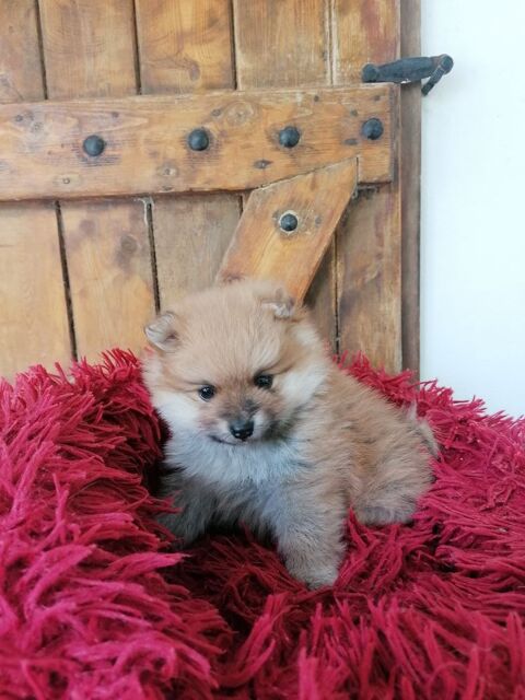  spitz  pomchi  petite  naine
790 17400 Saint-denis-du-pin