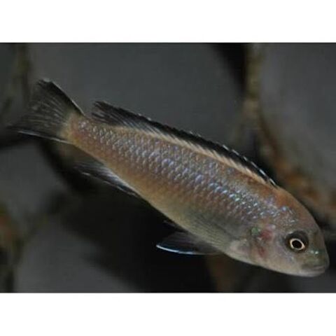cichlide malawi d aquarium 0 69200 V�nissieux