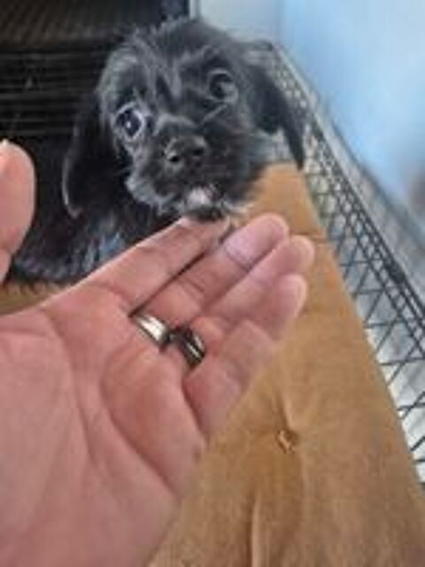   chihuahua poil long croisé teckel poil dur 