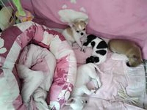   BB CHIHUAHUAS  