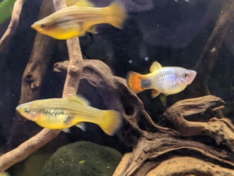 groupe platys butterfly et perroquet 35 34110 Mireval