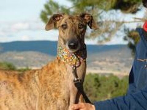   THIAGO💙Galgo 