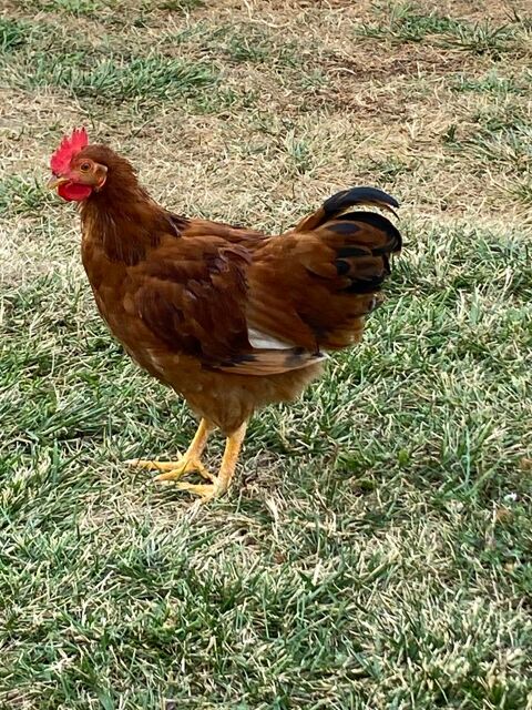 joli coq née 15.04 5 31700 Beauzelle