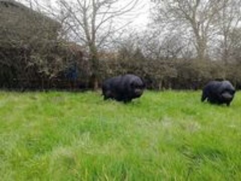   JULIEN, beau cochon vietnamien  adopter via l'association UMA 